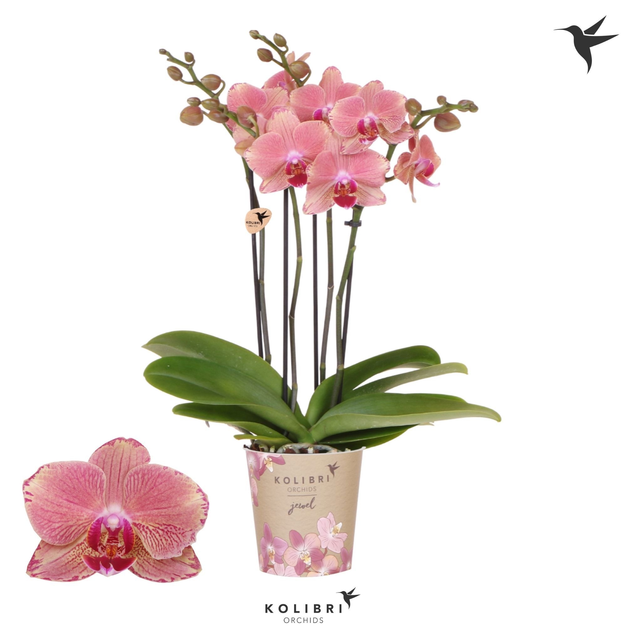 Kolibri Orchids Phalaenopsis Jewel Pirate Picotee 4 spike, D 12