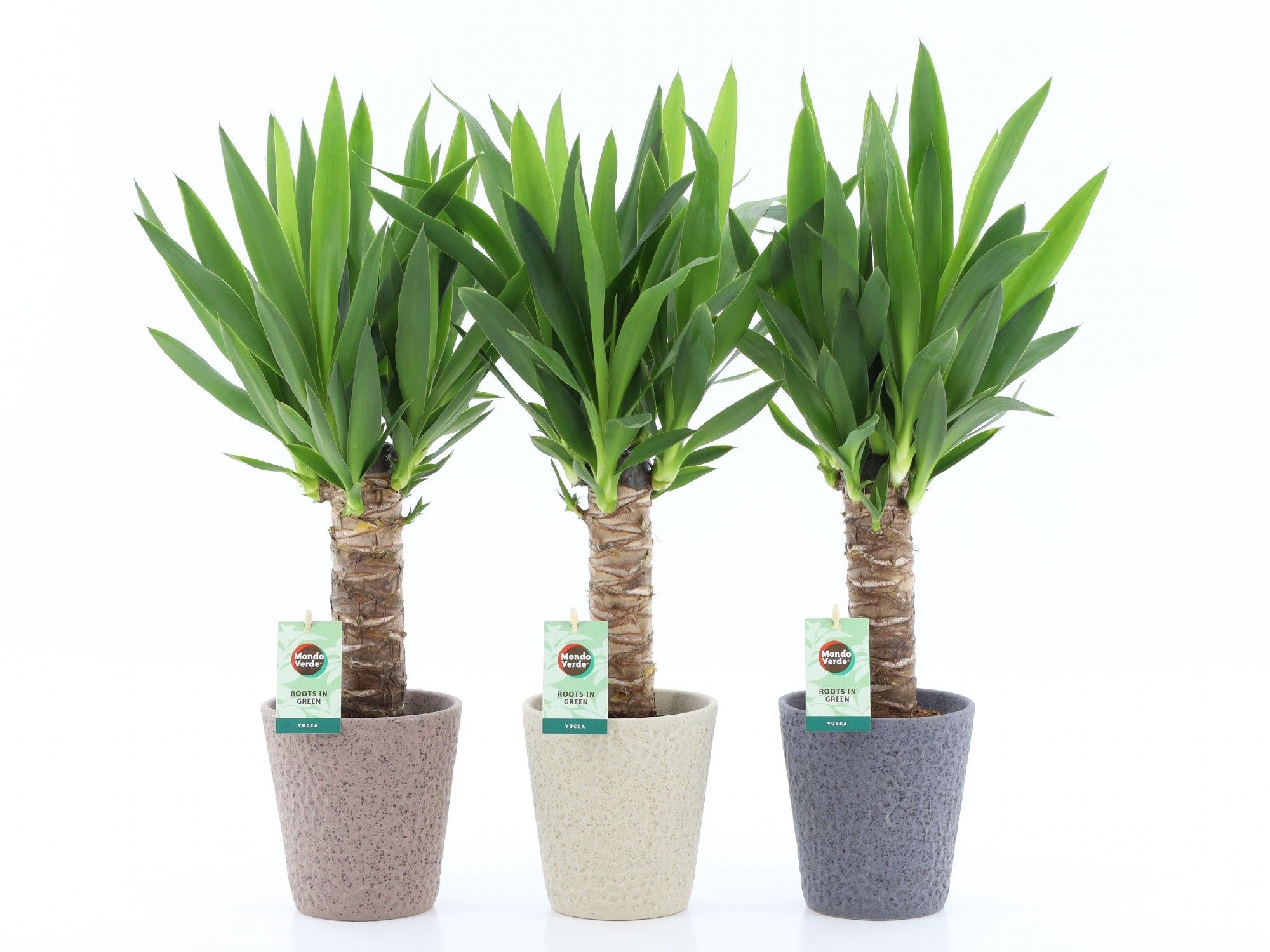 Yucca 25cm Hout 3+ kop in Nature keramiek, D 13