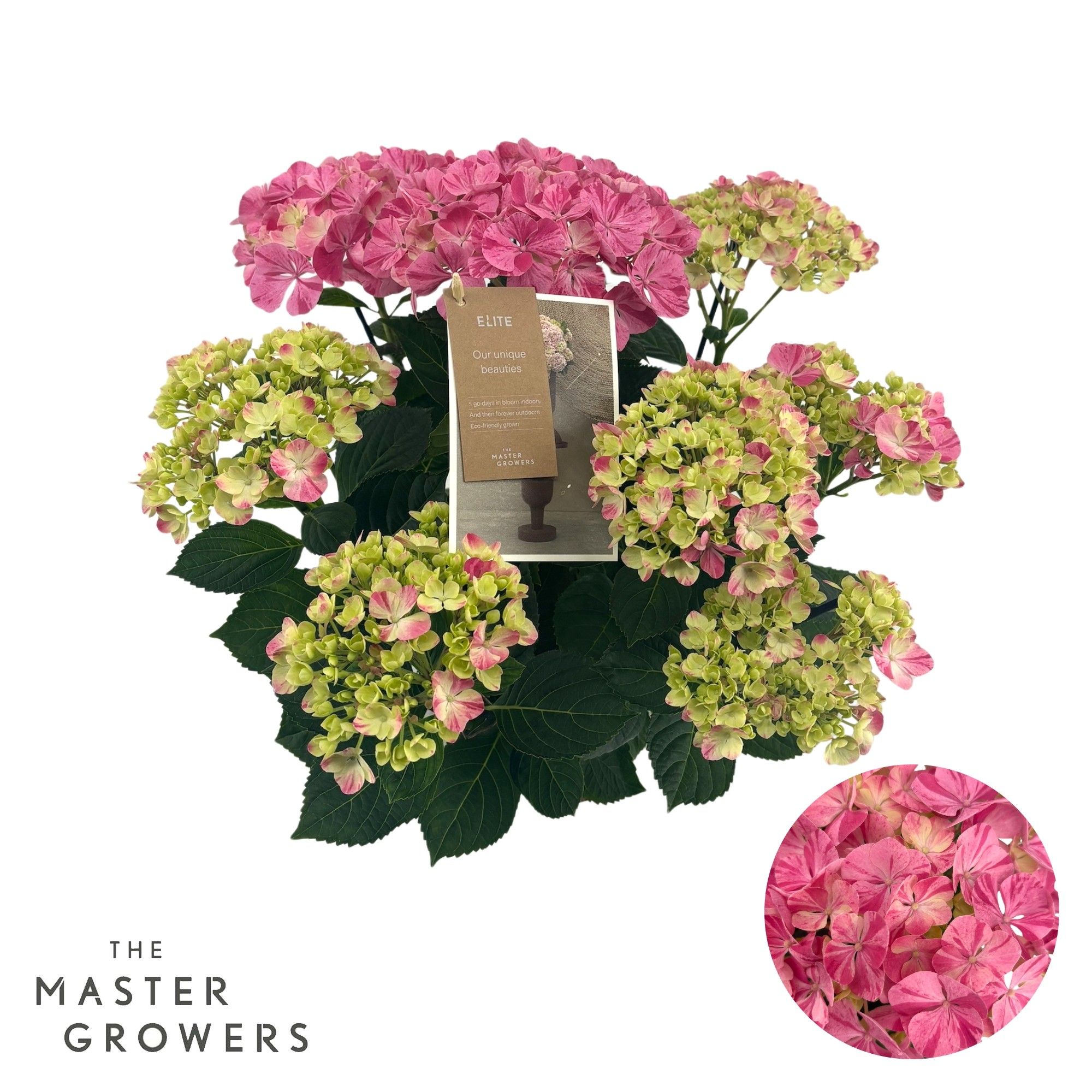 Hydrangea mac. Campino pink 9+ Flowers, D 14