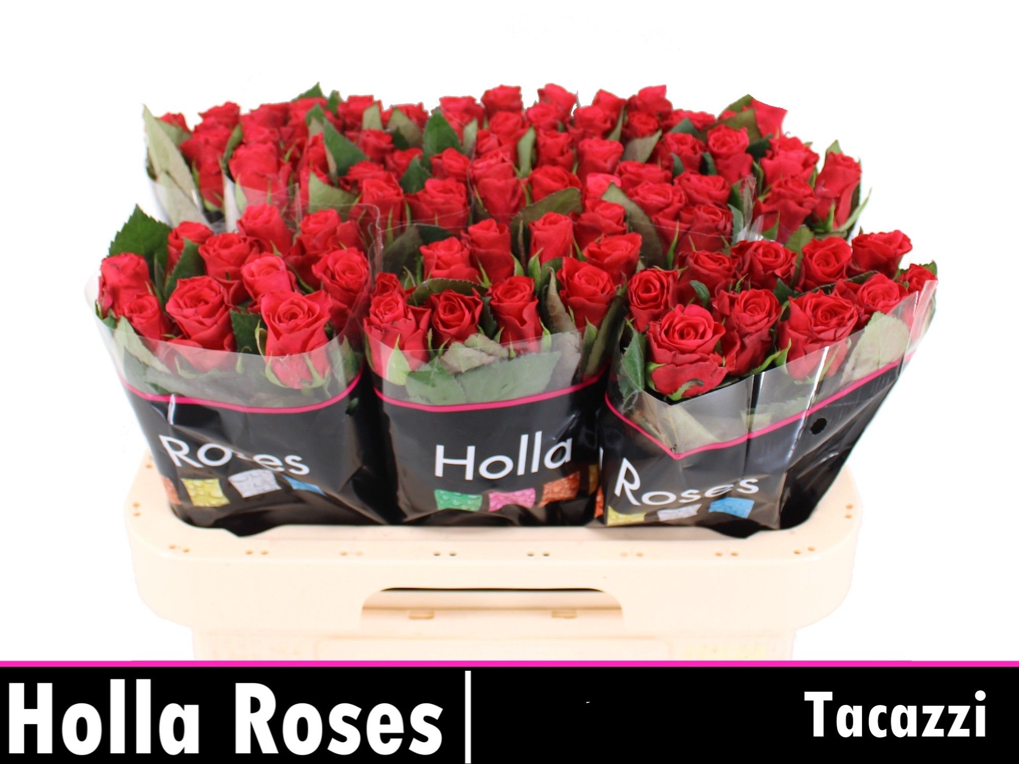 Роза од. Такази+ 60, шт.