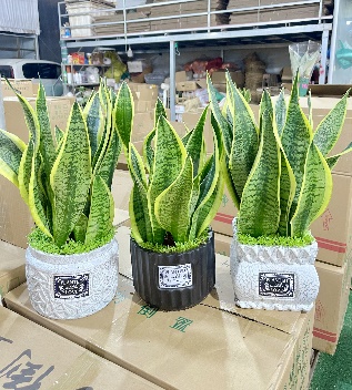 Сансевиерия Премиум Блэк энд Вайт Пот Микс Мини Форест Тайгер Скин Орхидея 圆瓷盆 一层17盆 17 40