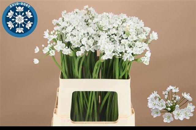 Аллиум Флокон 60, шт.