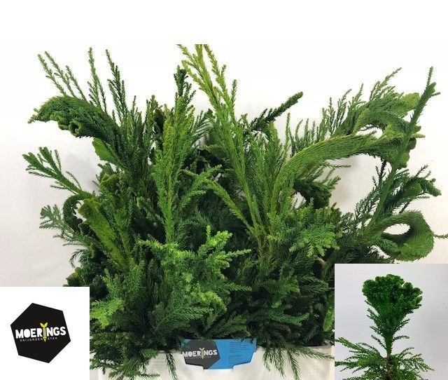 Криптомерия Кристата за пучок 50, пуч.