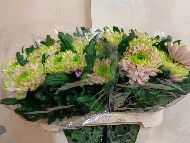 Хризантема од. Росанно Шарлот 80, шт.