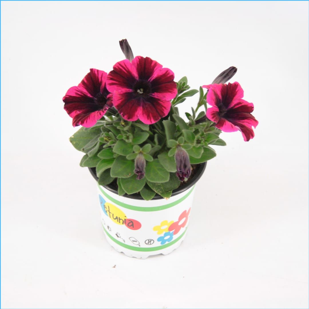 Petunia Johnny Flame, D 10,5