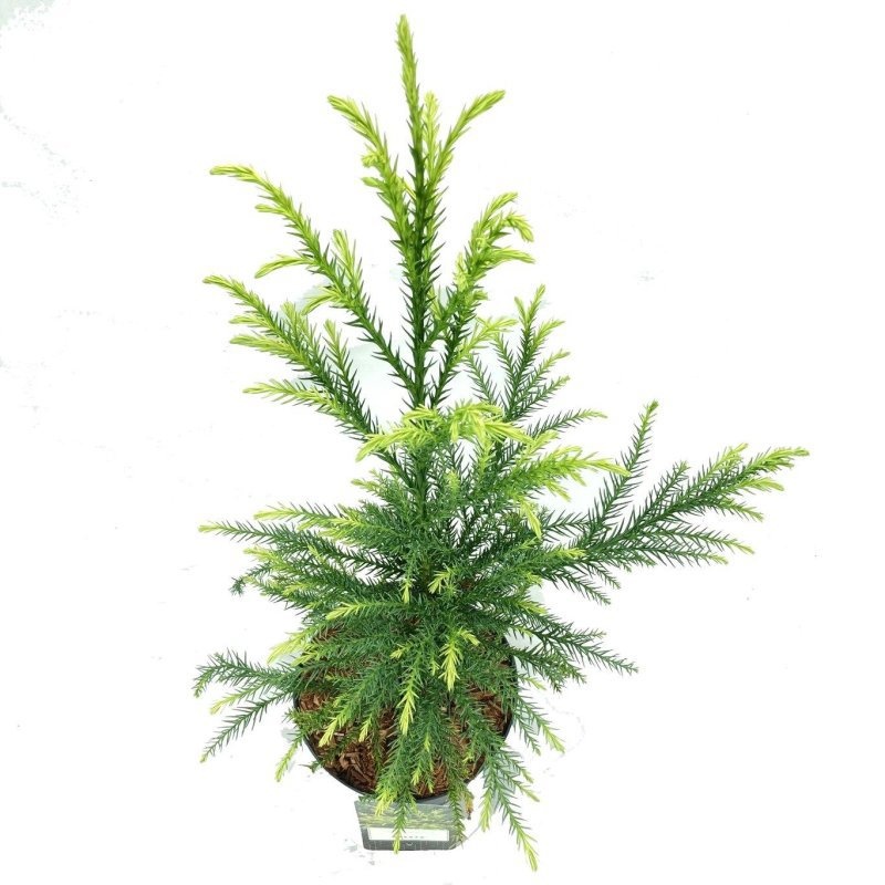 Cryptomeria j. 'Sekkan', D 18