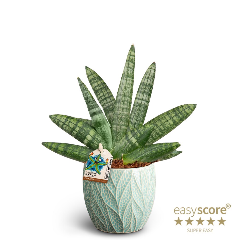 Leaf Ocean, Sansevieria Boncellensis, D 10