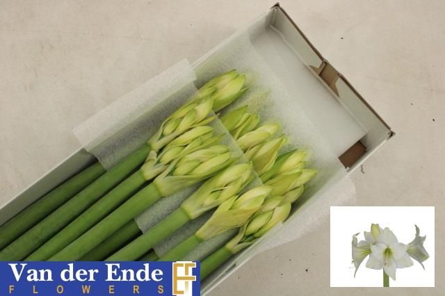 Амарилис Коста Бланка (бел.) x18, шт.