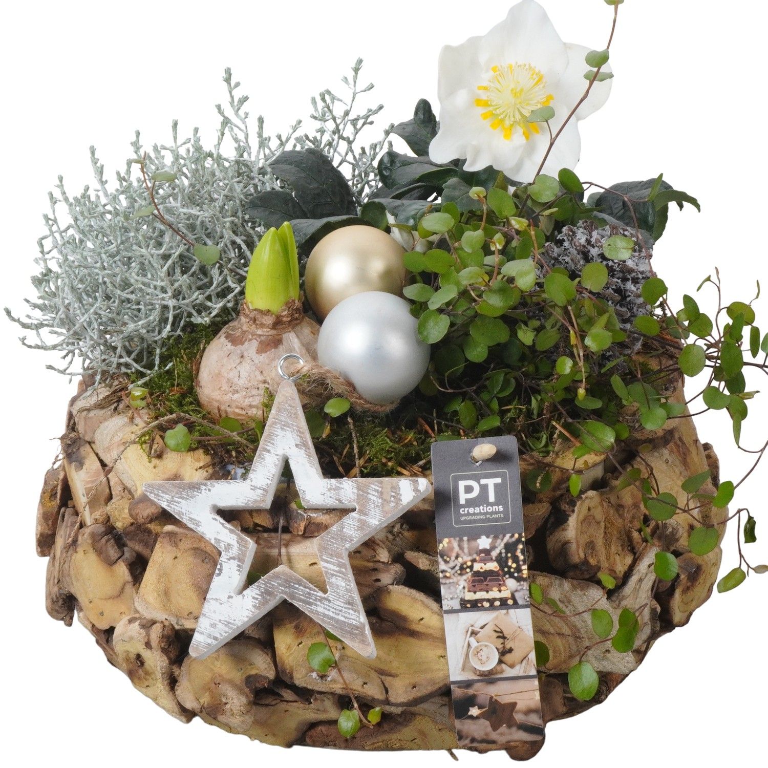 PTWO1908 Arrangement Winter Outdoor in houten bak, D 26 cm PTWO1908 Arrangement Winter Outdoor in houten bak, D 26 cm
