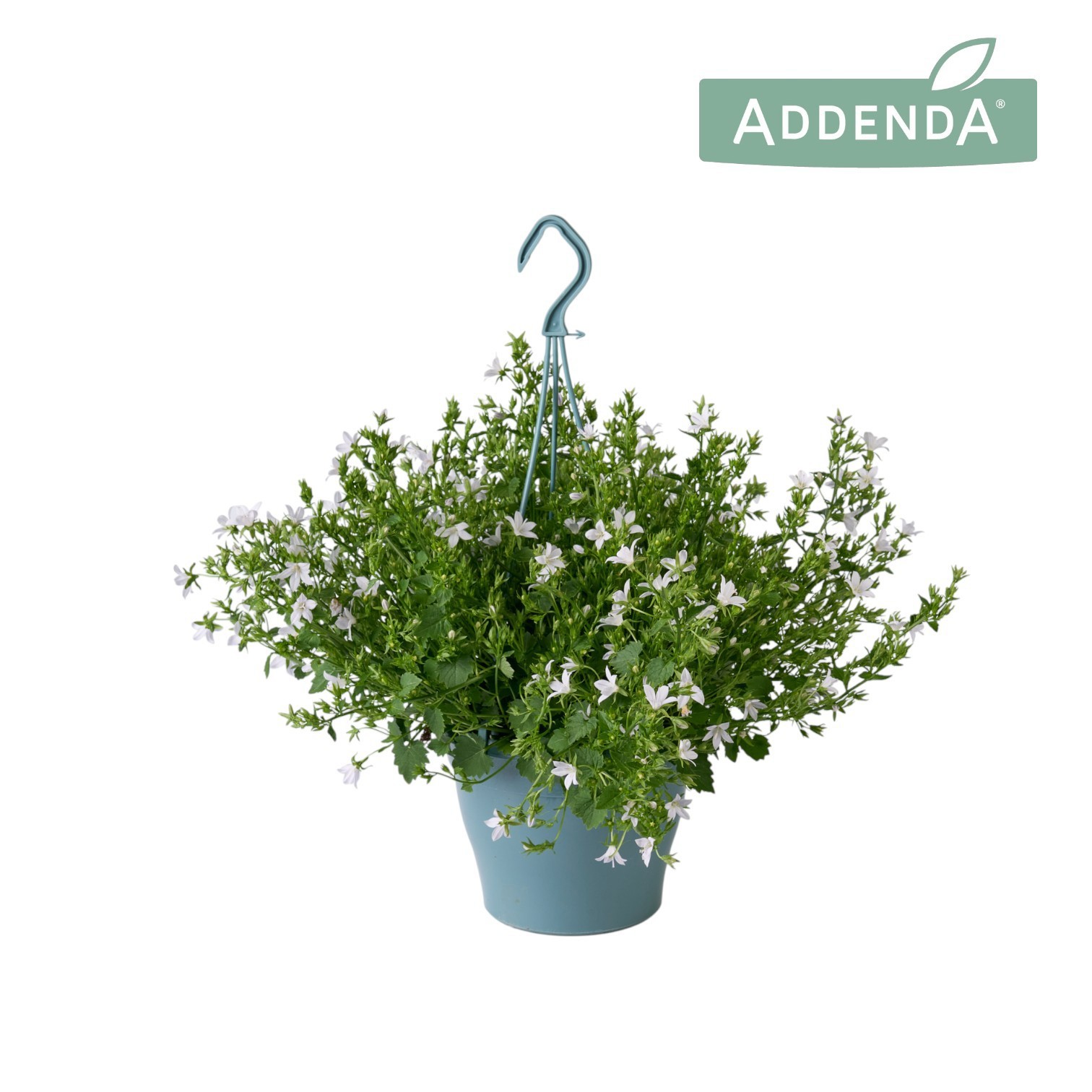Campanula Adansa White Hangpot 19 cm, D 19