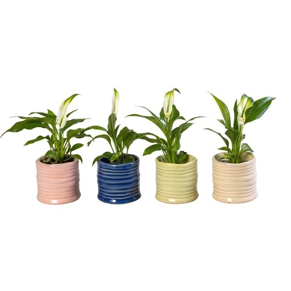 L 66001 with Spathiphyllum 6 cm, D 6 cm L 66001 with Spathiphyllum 6 cm, D 6 cm
