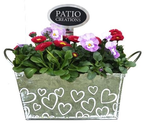 VB761-9001 Viola/Bellis Green Love zink S, D 18