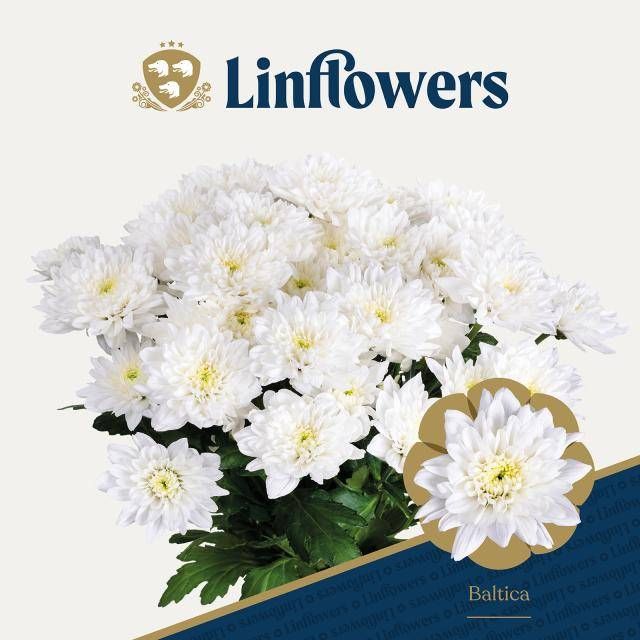 Хризантема куст. Балтика 70 (бел.), шт.