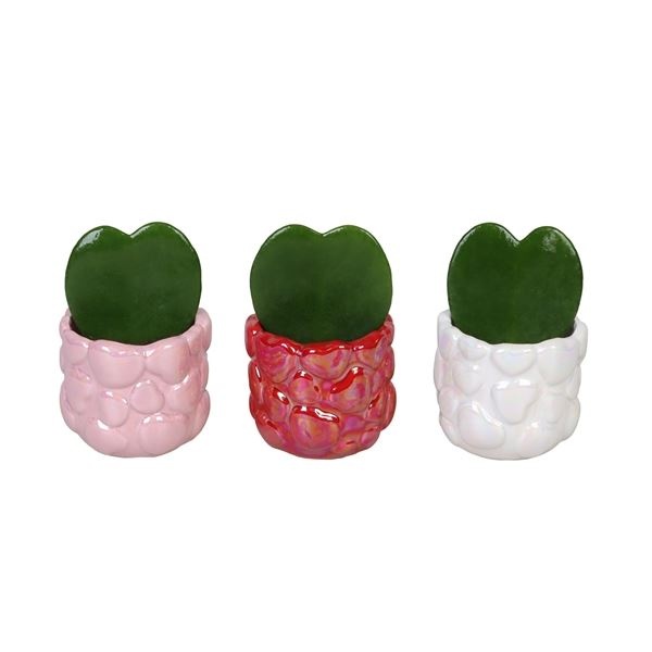 L 66719 with Hoya Kerrii 6 cm, D 6 cm