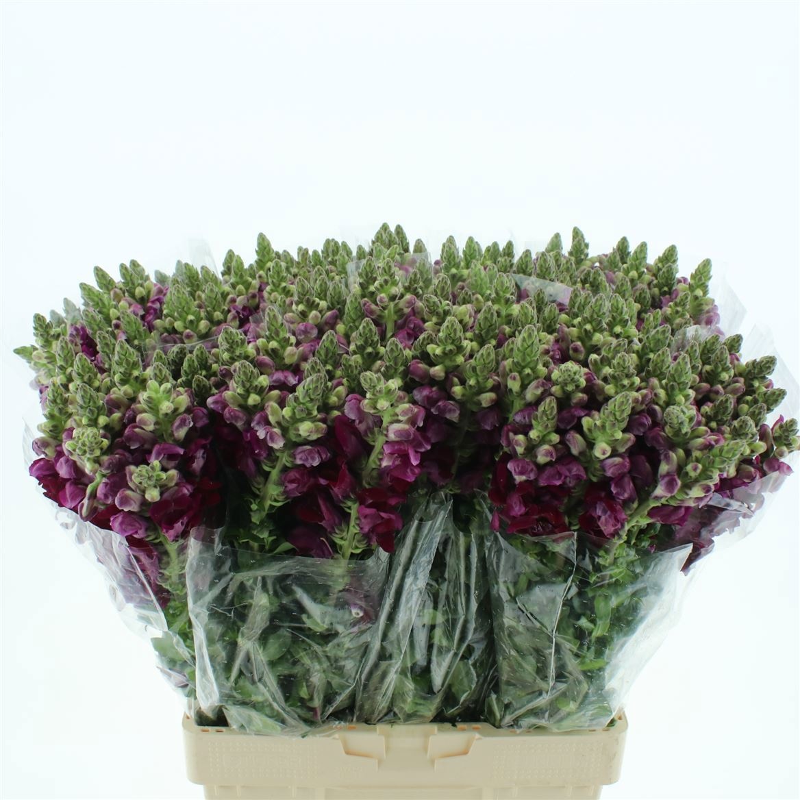 Антирринум Потомак Рэд (красн.), шт.