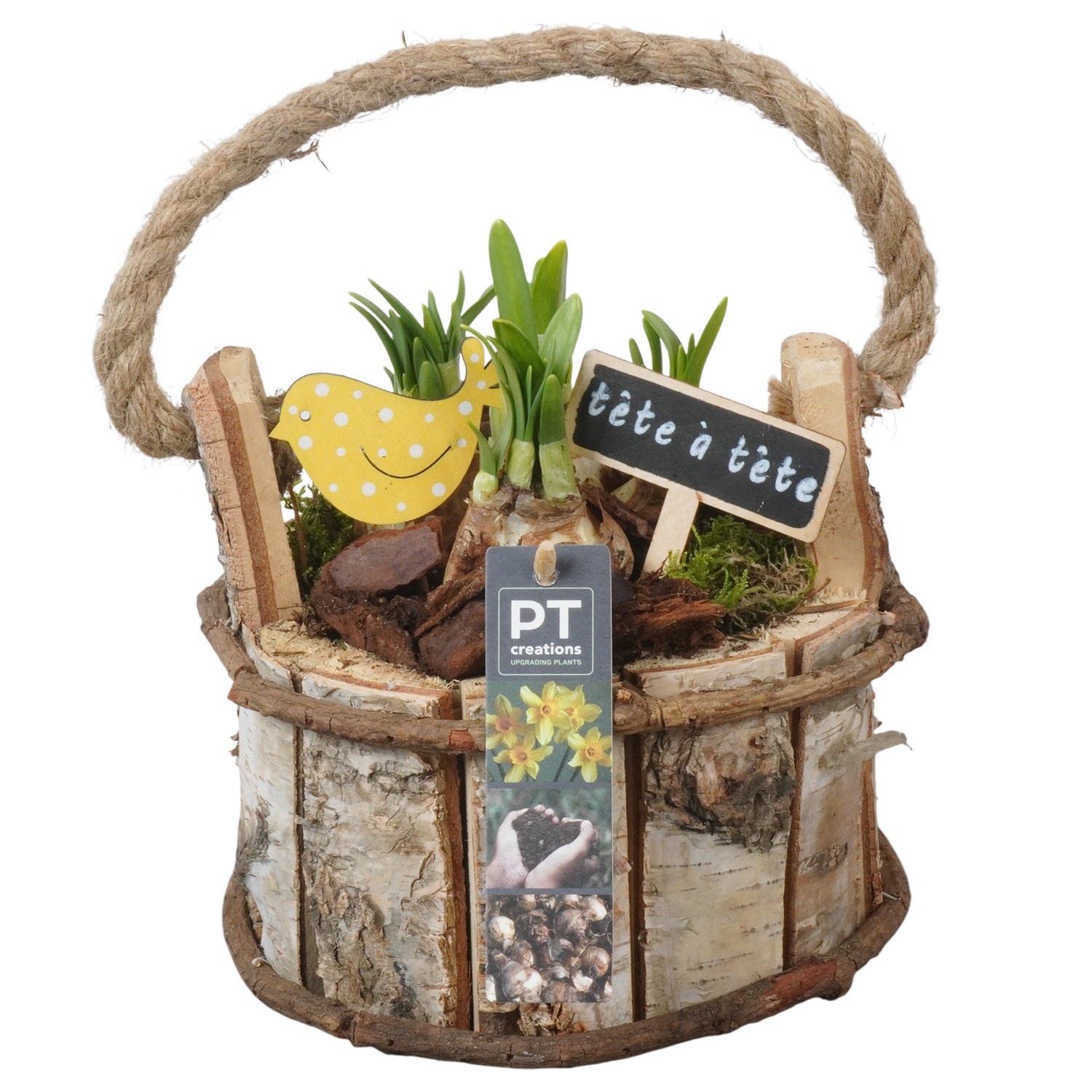 PTN8696 Arrangement Narcissus in houten bak, D 18