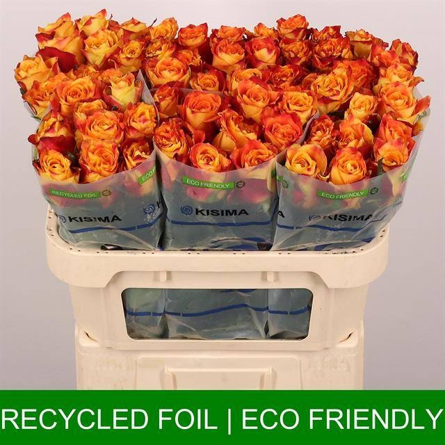 Роза од. Силантой 70, шт.