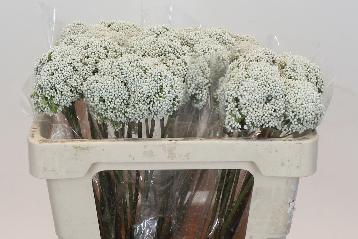 Озотамус Овериг 50, шт.