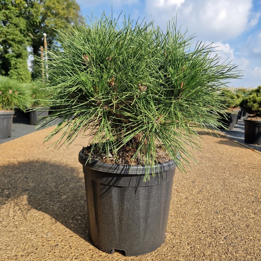 Pinus nigra 'Brepo'®, D 28 cm