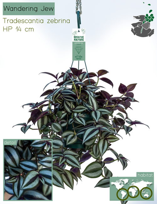 Tradescantia zebrina 14 cm, D 14