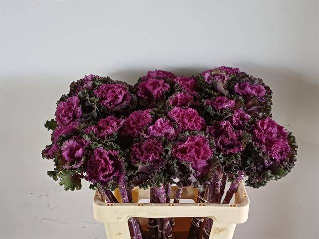 Брассика Крейн Рафл Рэд 60, шт.