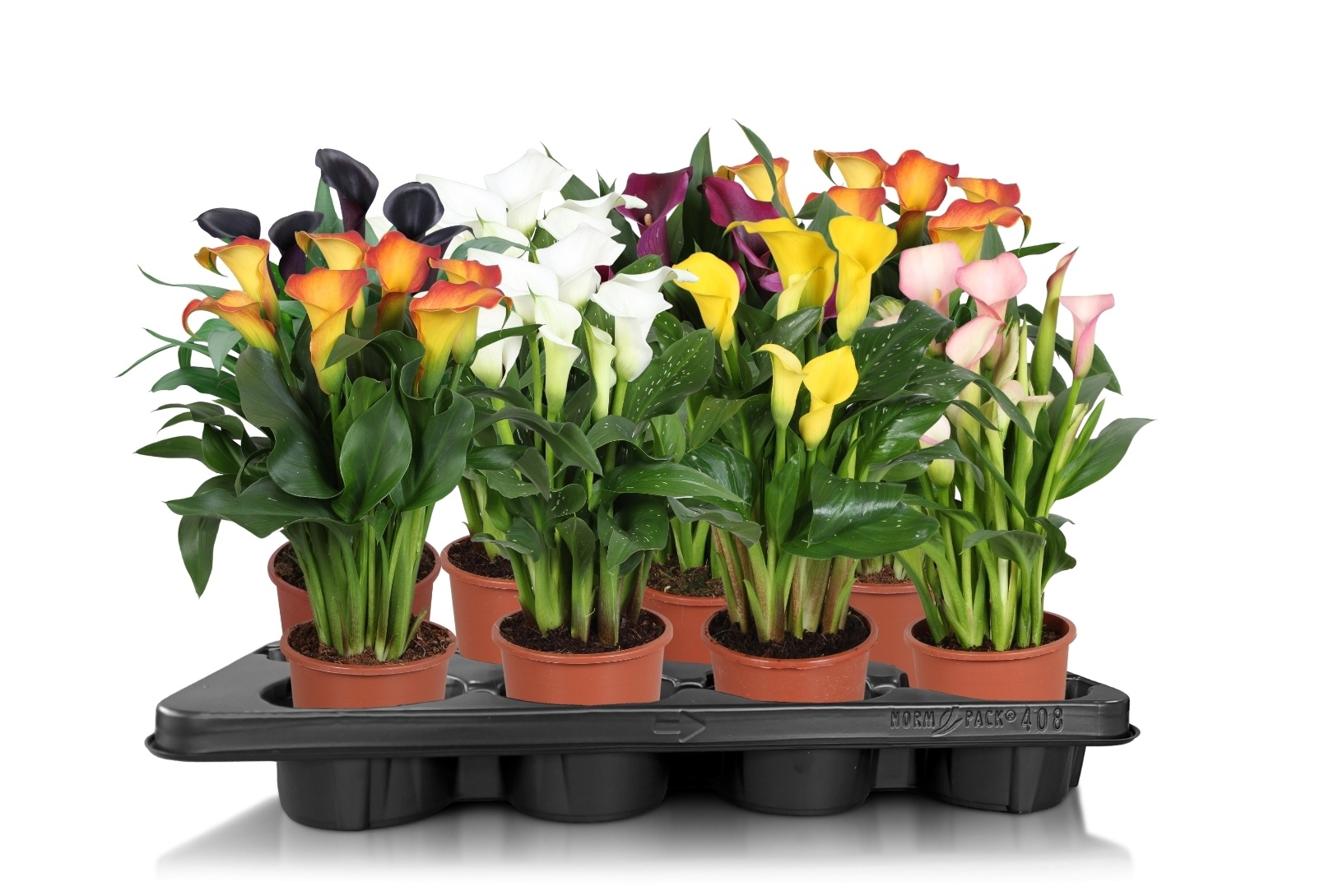 Zantedeschia gemengd Calla mix, D 13