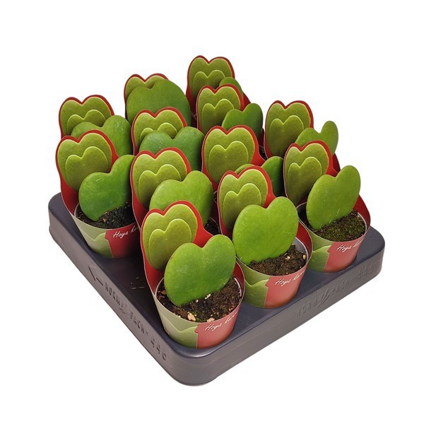 HOYA KERRII - POT Ø 6,5 WITH POTCOVER (SUCCULENTEN), D 6,5 cm