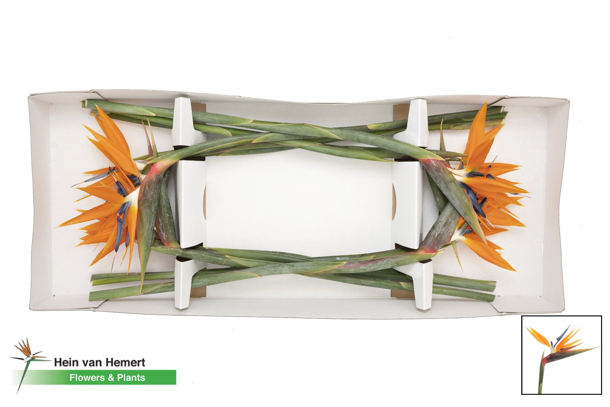 Стрелиция Регина Оранж (оранж.) x12, шт.