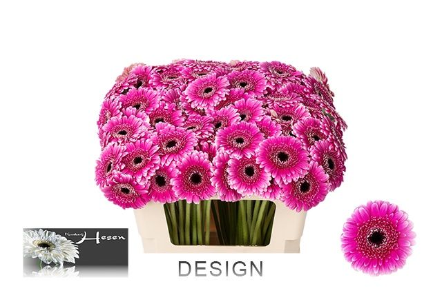 Гермини Дизайн, шт.