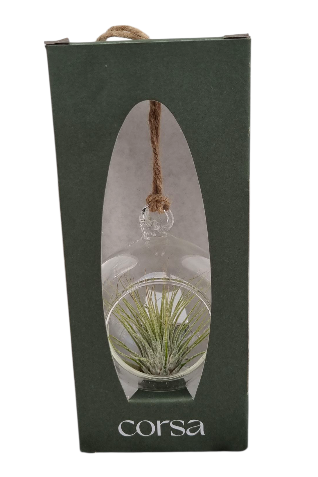 Tillandsia hangbol mini gift package, D 9