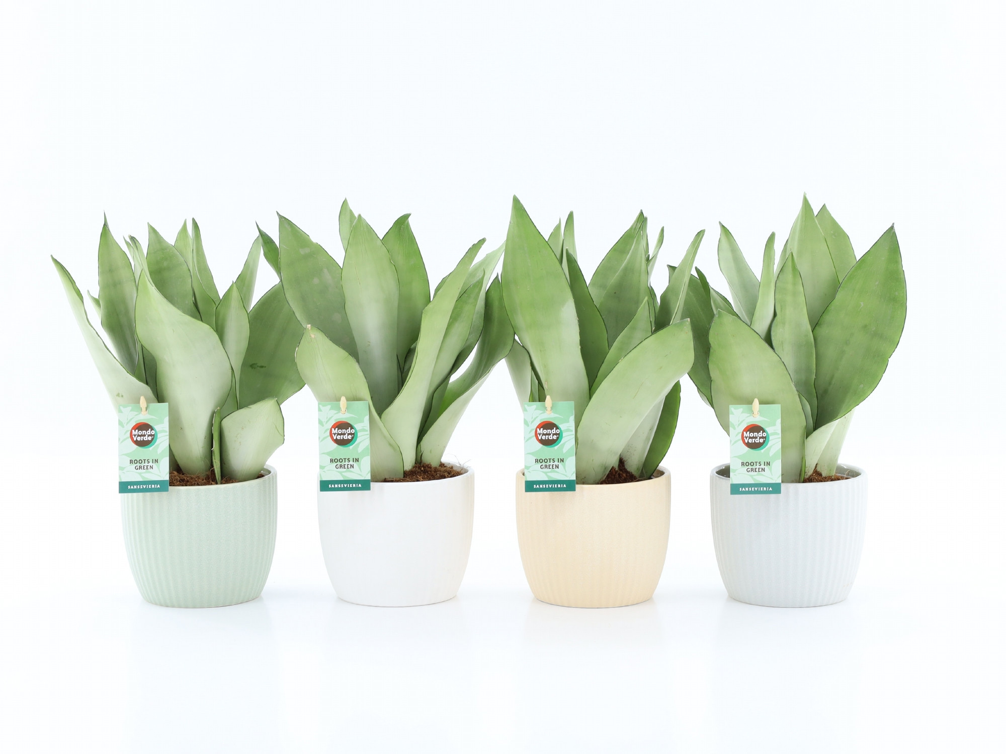 Sansevieria Moonshine in New Sandy Keramiek, D 13