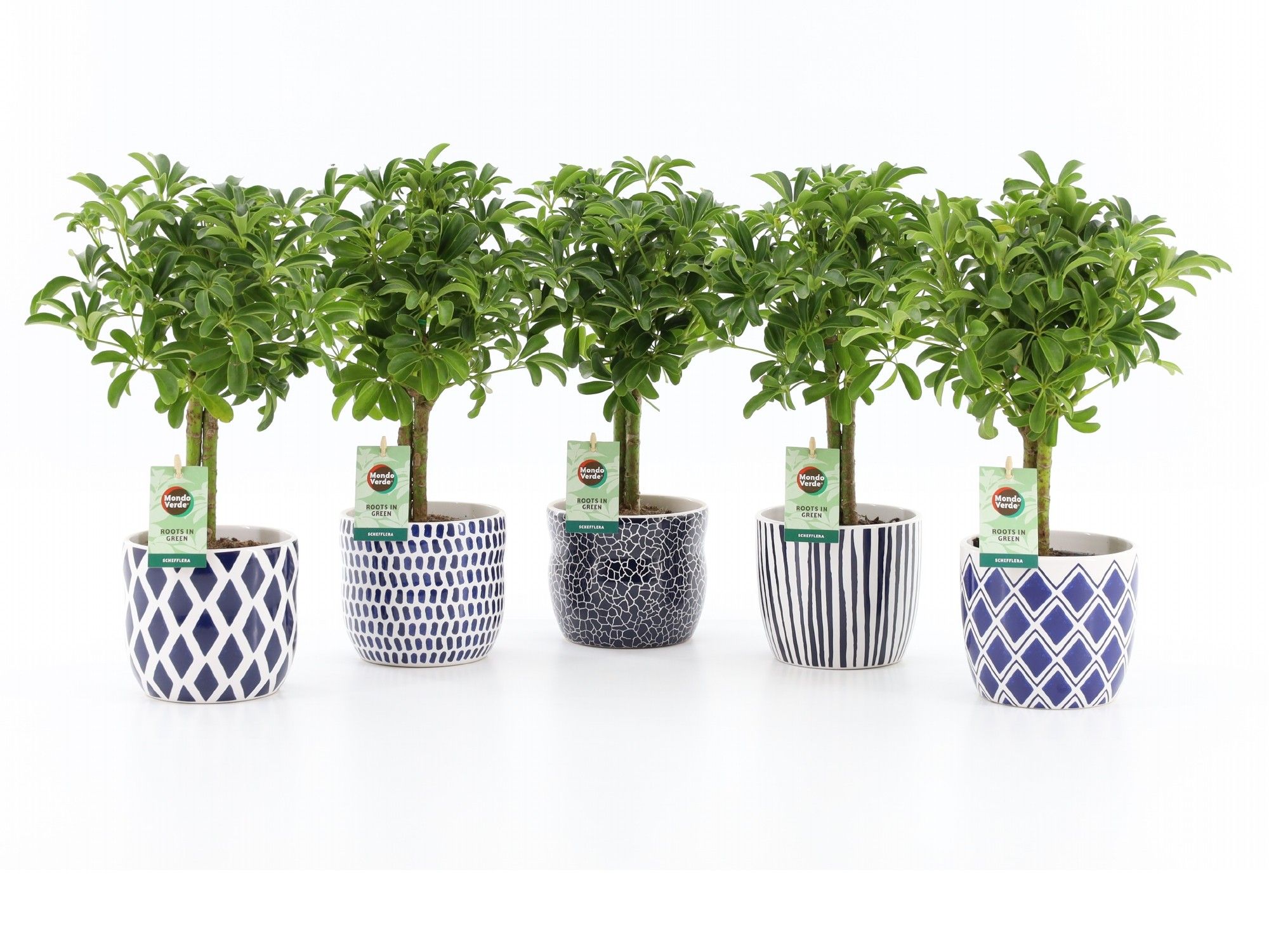 Schefflera Luseana in Delft Blue keramiek, D 13