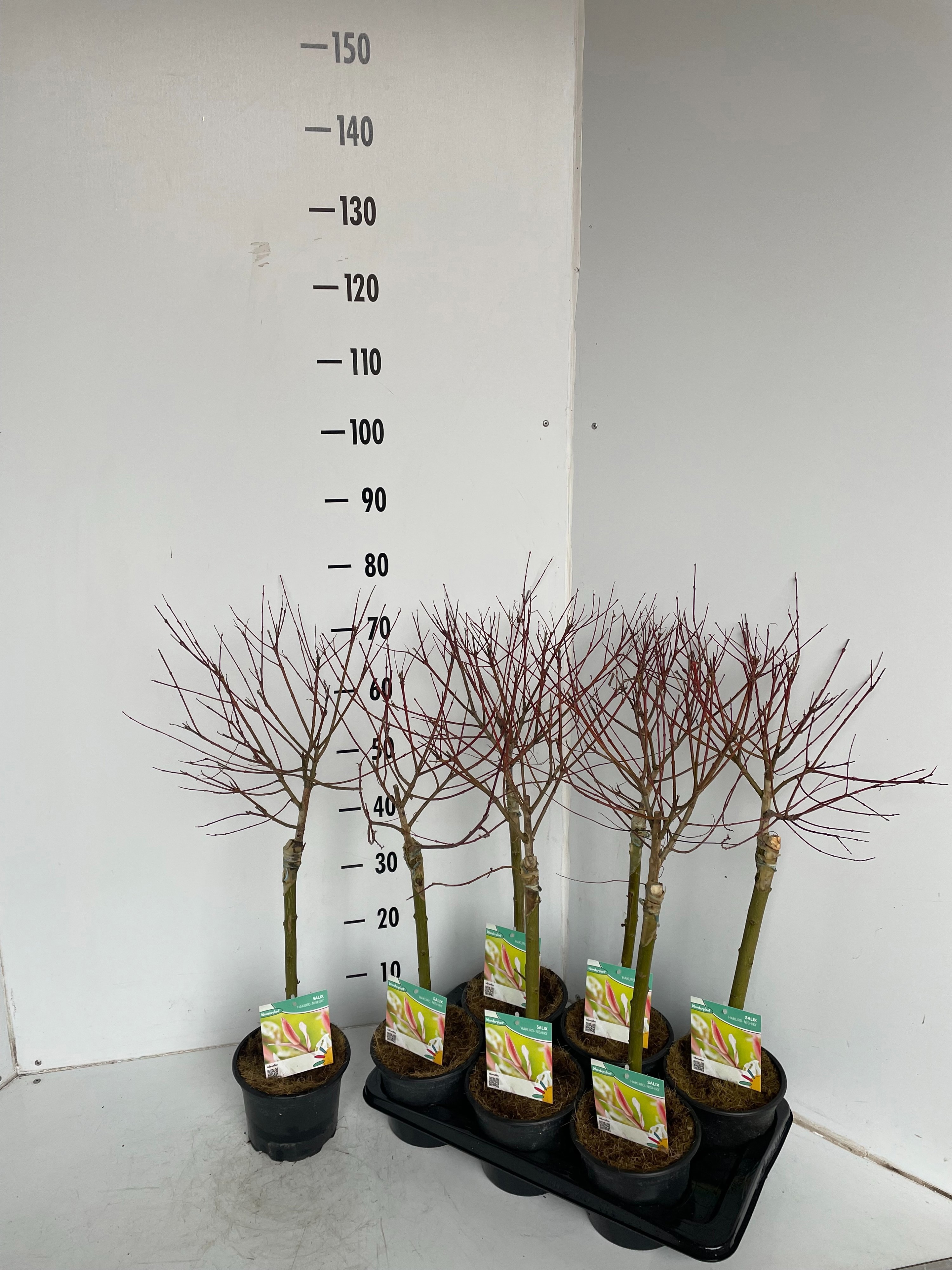 Salix integra Hakuro Nishiki, D 14