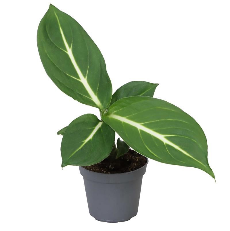 DIEFFENBACHIA MACULATA 'STERLING', D 6 cm