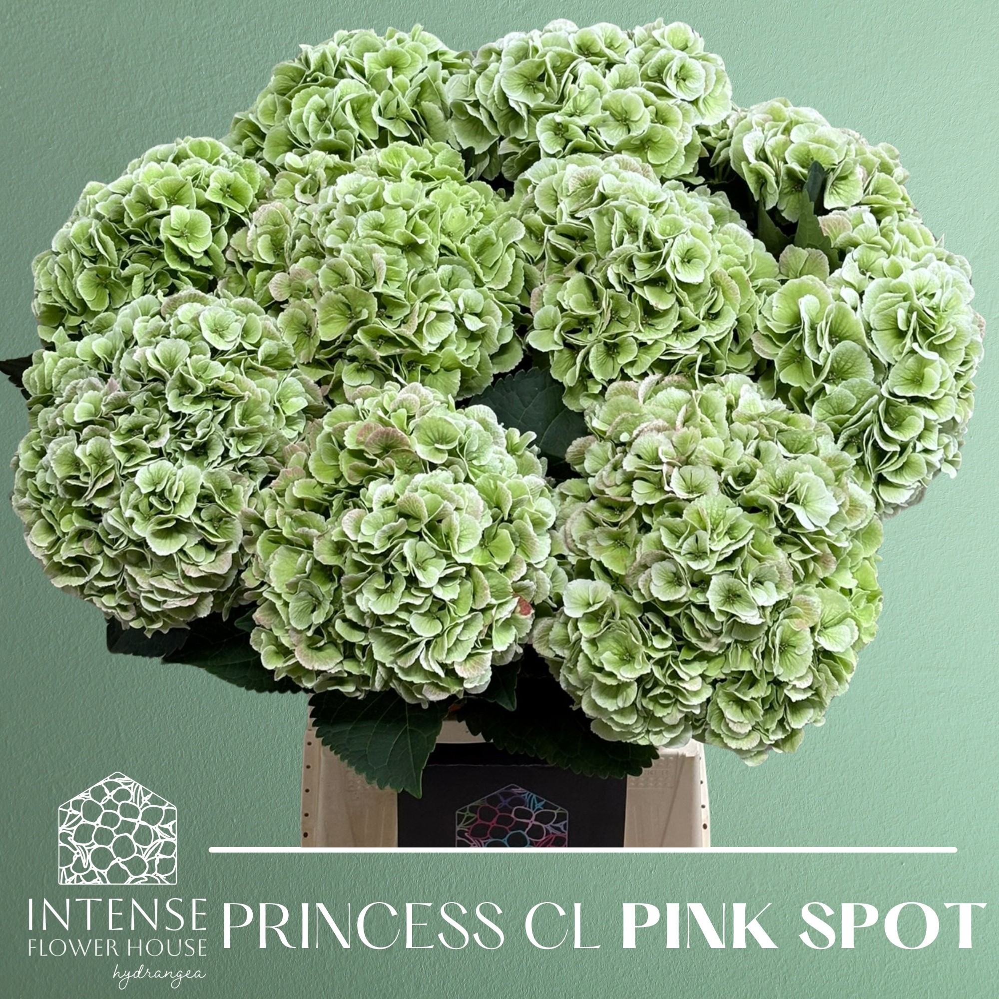 Гортензия Роял Принцесс Классик 60, шт.