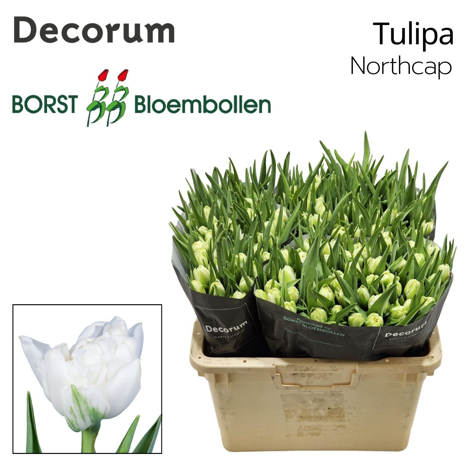 Тюльпан дв. Норзкэп, шт.