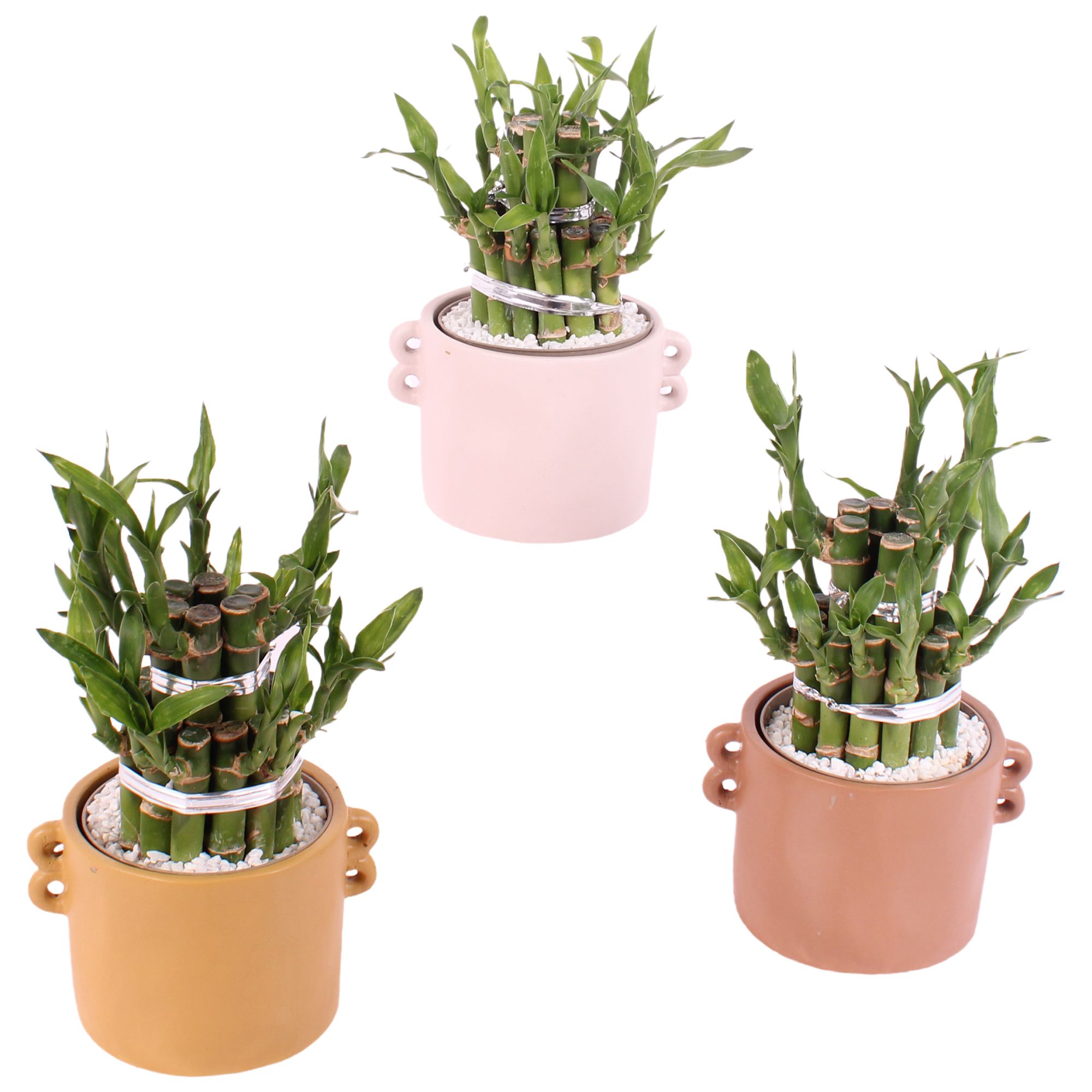 Lucky Bamboo Shape Round 2B Ø13cm Ceramic BY562, D 13