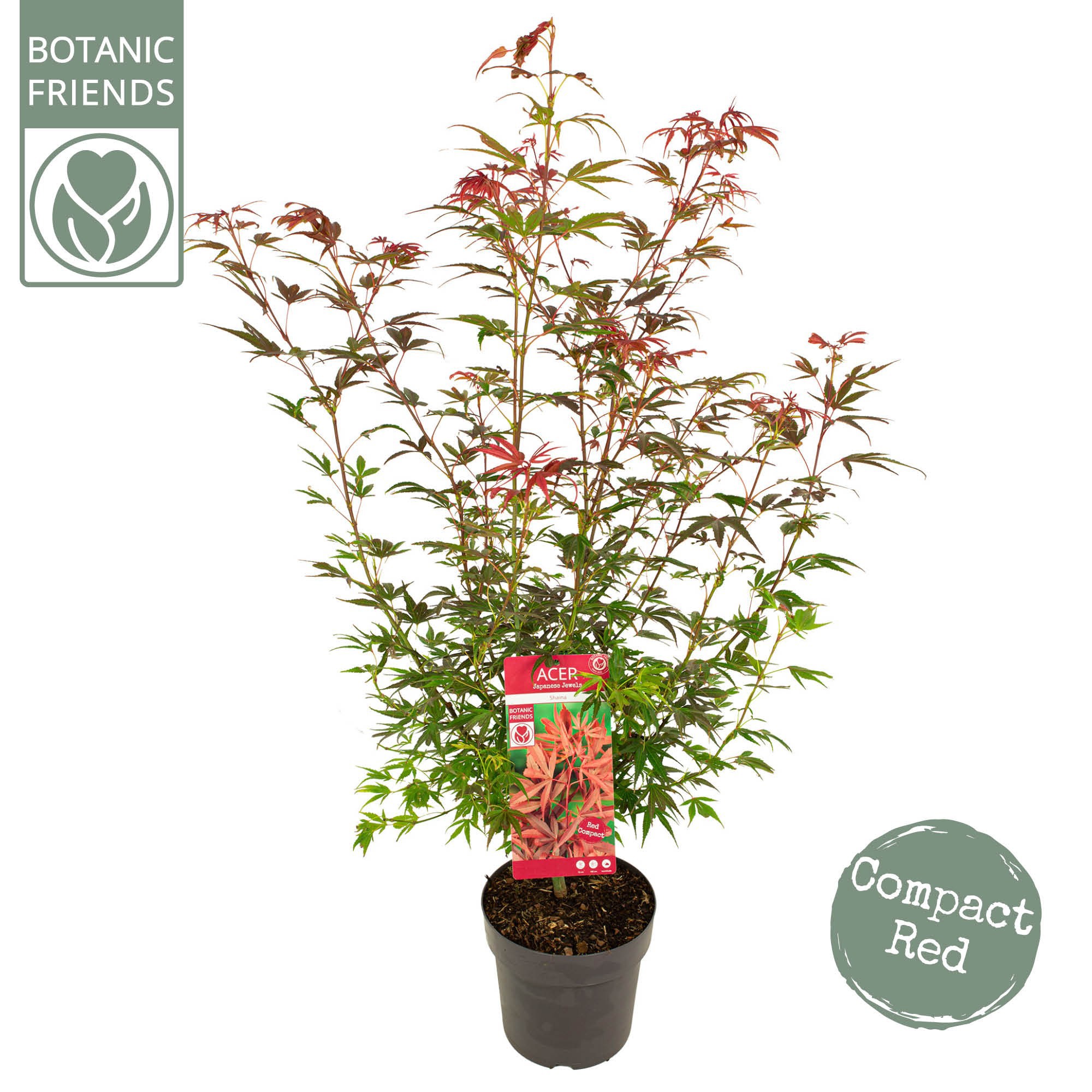 Acer palm. 'Shaina', D 24 cm