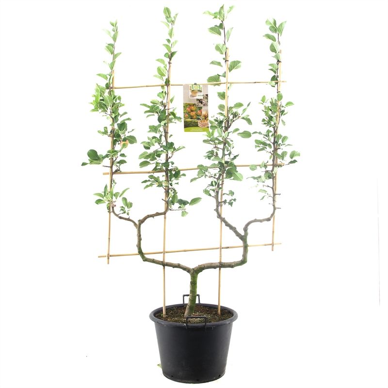 Malus dom. Cox's Orange P. dub. U Handappel, D 45