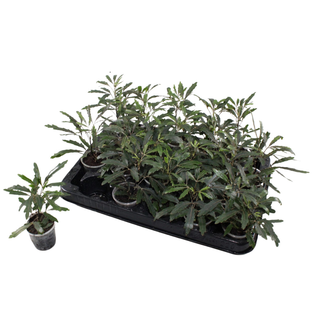 Dizygotheca Elegantissima 'Castor' 5,5 cm, D 5,5