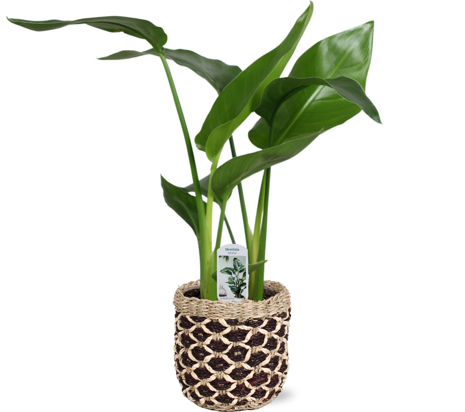 Strelitzia nicolai 2 stek 45-55cm in Geneve mand, D 15 cm