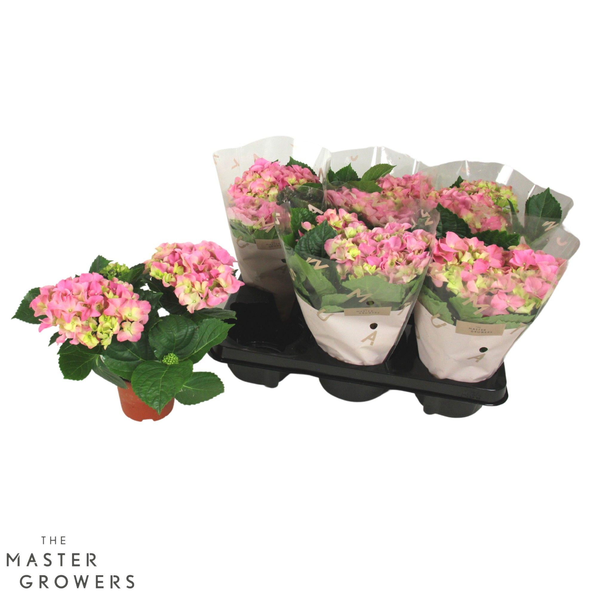 Hydrangea macr. Early Roze 10cm 2kop, D 10