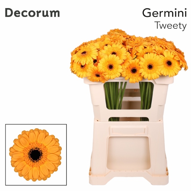 Гермини Твити, шт.