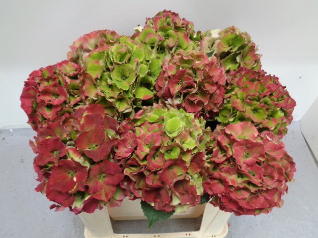 Гортензия Роял Пэлас Классик 50, шт.