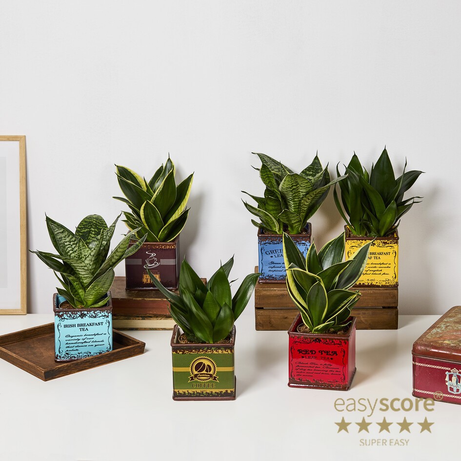 SANSEVIERIA MIX 31122003 Tea Time 11 cm, D 12 cm