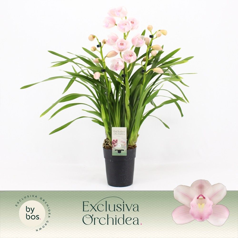 Cymbidium, Pink Bell 3-spike P14 'Exclusiva Orchidea', D 14