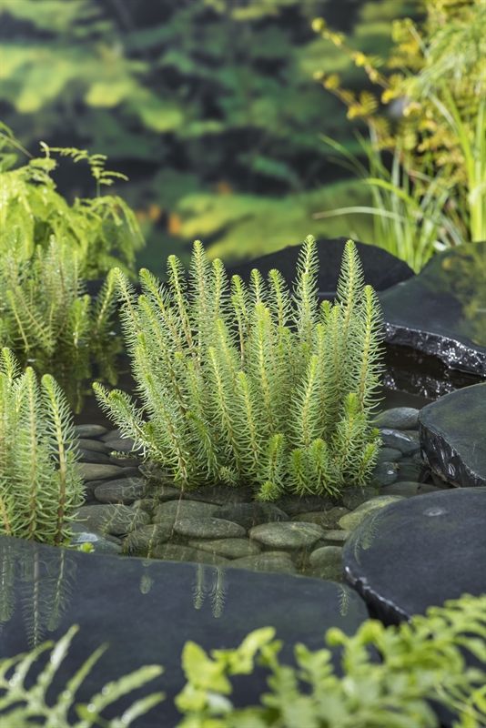 Hippuris vulgaris (11x11), D 11