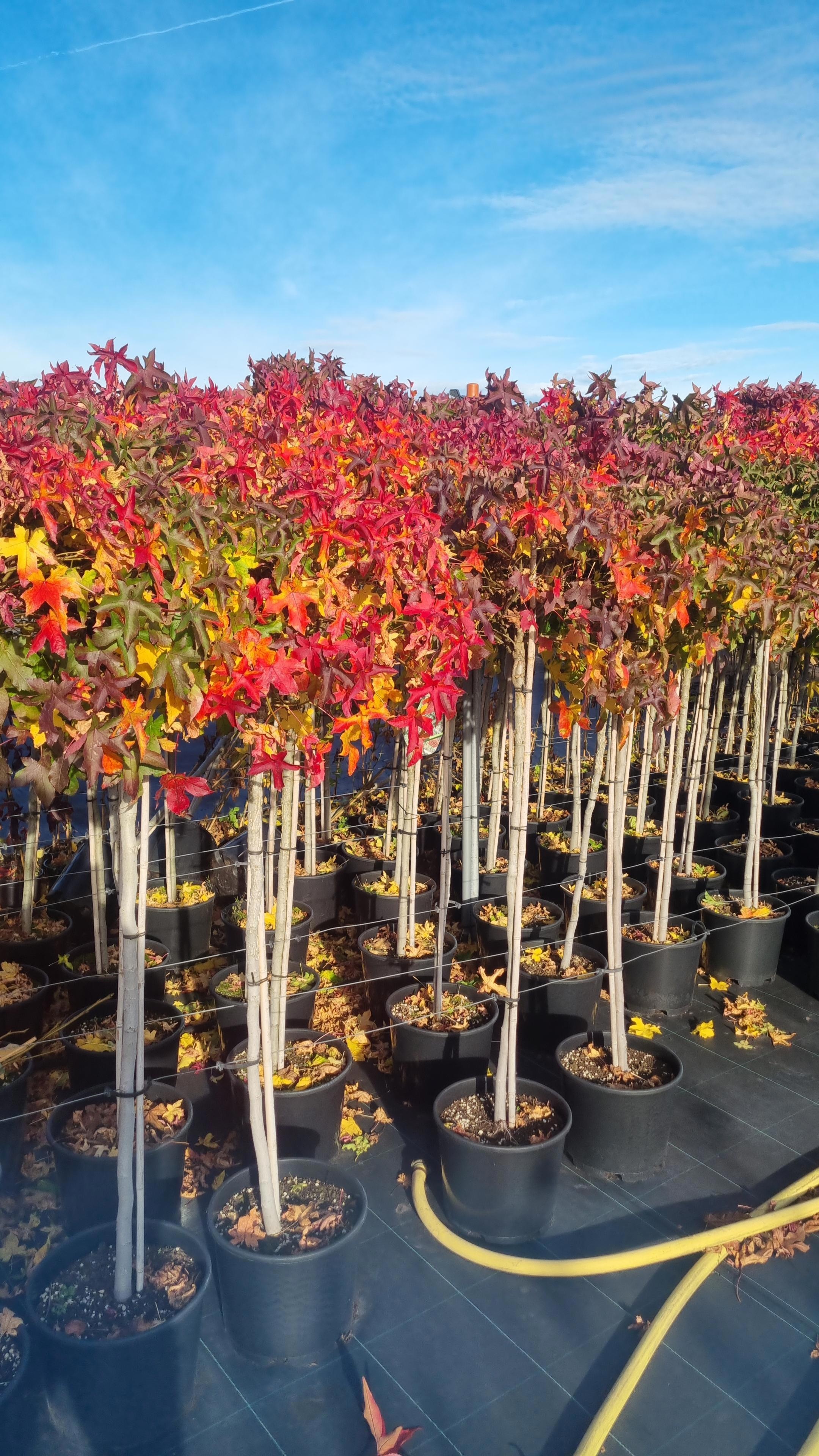 Liquidambar styr. 'Gumball' --stam 110 cm, D 32