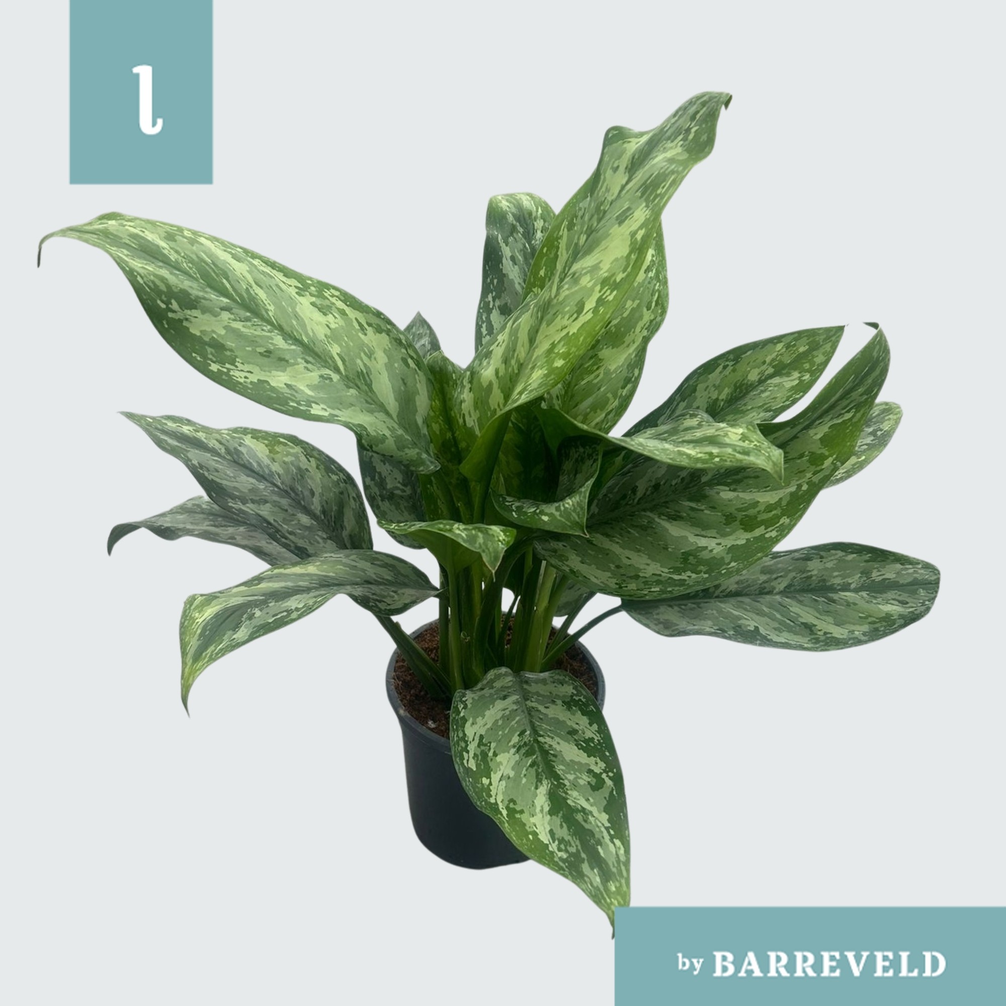 Aglaonema ‘Painted Princes’, D 17