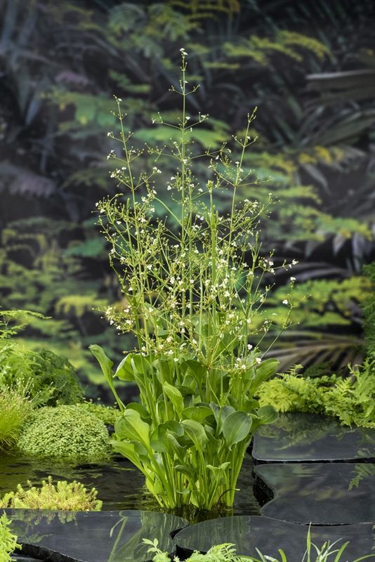 Alisma parviflora, D 9